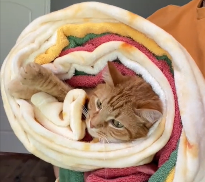 The Purrito: Wrapping Up Feline Fun