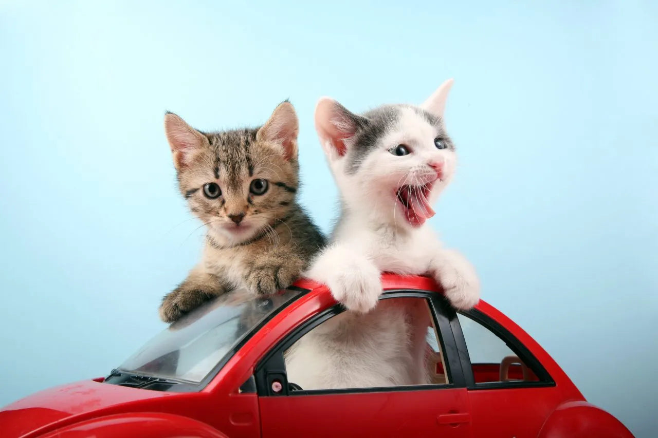 Cats in Cars