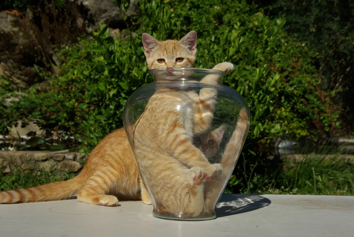 Orange Cat Behavior